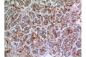 Immunohistochemistry (IHC) analysis of paraffin-embedded Human Pancreas, antibody was diluted at 1:100. (Annexin VII Antikörper  (Internal Region))