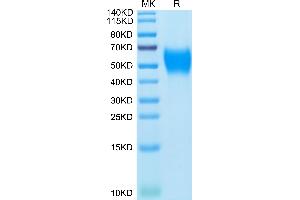 Mouse B7-H2 on Tris-Bis PAGE under reduced condition. (ICOSLG Protein (AA 47-279) (His tag))