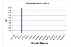 The recombinant H3K4me2 antibody specifically reacts to Histone H3 dimethylated at Lysine 4 (K4me2). (Rekombinanter Histone 3 Antikörper  (2meLys4))