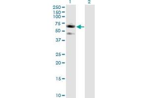 Western Blot analysis of SIGLEC7 expression in transfected 293T cell line by SIGLEC7 monoclonal antibody (M01), clone 3H1. (SIGLEC7 Antikörper  (AA 1-467))