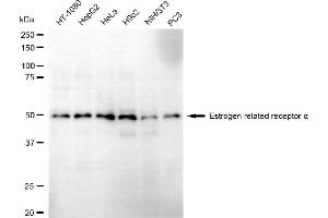 anti-Estrogen-Related Receptor alpha (ESRRA) antibody