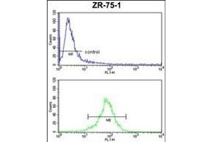 CHIA Antibody (N-term) (ABIN653343 and ABIN2842827) FC analysis of ZR-75-1 cells (bottom histogram) compared to a negative control cell (top histogram). (CHIA Antikörper  (N-Term))