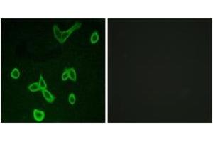 Immunofluorescence analysis of LOVO cells, using HRH4 Antibody.