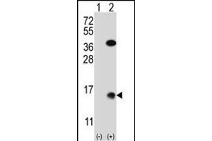Western blot analysis of SUMO2 (arrow) using rabbit polyclonal SUMO2 Antibody (M1) (Xenopus) (ABIN650620 and ABIN2846005). (SUMO2 Antikörper  (N-Term))