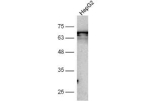 HepG2 cell lysate probed with Anti-GSDMA Polyclonal Antibody, Unconjugated  at 1:5000 for 90 min at 37˚C. (Gasdermin A Antikörper  (AA 21-120))