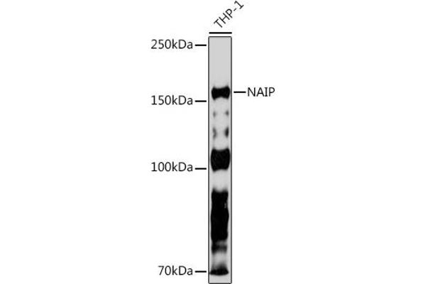 NAIP Antikörper