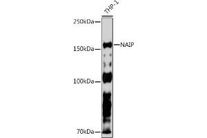 Western blot analysis of extracts of THP-1 cells, using NAIP Rabbit mAb (ABIN7268931) at 1:500 dilution. (NAIP Antikörper)