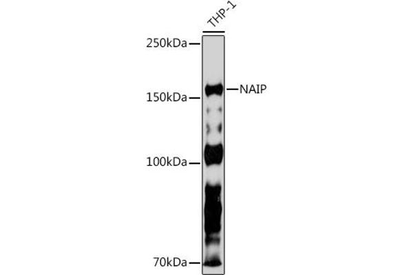 NAIP anticorps