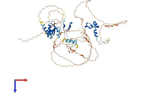 DBF4B/DRF1 Protein (AA 1-615) (His tag)