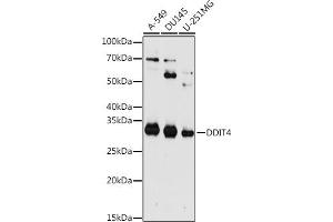 Western blot analysis of extracts of various cell lines, using DDIT4 antibody (ABIN6130875, ABIN6139466, ABIN6139468 and ABIN7101822) at 1:1000 dilution. (DDIT4 Antikörper  (AA 1-232))