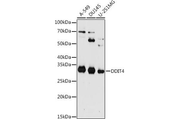 DDIT4 antibody  (AA 1-232)