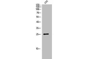 Western Blot analysis of COS7 cells using GPR40 Polyclonal Antibody (FFAR1 Antikörper  (Internal Region))
