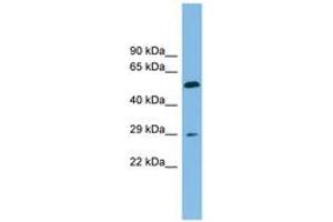 Image no. 1 for anti-Transmembrane 4 L Six Family Member 20 (TM4SF20) (AA 107-156) antibody (ABIN6744870) (TM4SF20 Antikörper  (AA 107-156))