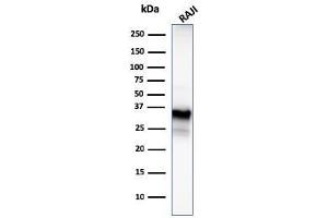 Western Blot Analysis of Raji cell lysate using CD20 Mouse Monoclonal Antibody (MS4A1/3409). (CD20 Antikörper  (AA 213-297))