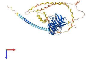GLDN Protein (AA 1-549) (His tag)