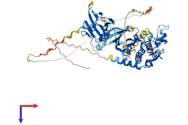 CHEK2 Protein (AA 1-546) (His tag)