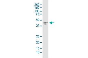 FAS (Human) IP-WB Antibody Pair
