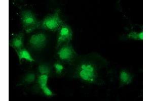 Anti-SPR mouse monoclonal antibody (ABIN2453680) immunofluorescent staining of COS7 cells transiently transfected by pCMV6-ENTRY SPR (RC205679). (SPR Antikörper)