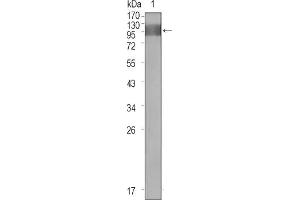 Western blot analysis using FLT1 mouse mAb against extracellular domain of human FLT1. (FLT1 Antikörper)