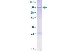 PTBP3 Protein (AA 1-558) (GST tag)