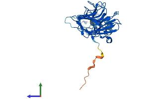 AlphaFold protein structure predicition of Human Recombinant RFPL4AL1 Protein, UniprotID F8VTS6