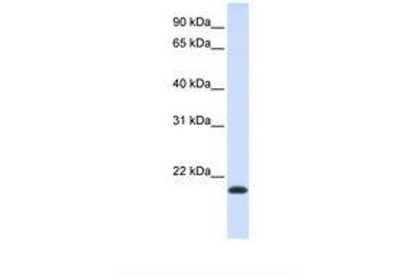 NKAIN1 抗体  (AA 118-167)