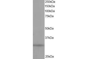 Western Blotting (WB) image for anti-Phosphatidylinositol Transfer Protein, alpha (PITPNA) (C-Term) antibody (ABIN2465272)