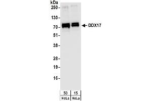 Western Blotting (WB) image for anti-DEAD (Asp-Glu-Ala-Asp) Box Polypeptide 17 (DDX17) (C-Term) antibody (ABIN7449385) (DDX17 Antikörper  (C-Term))