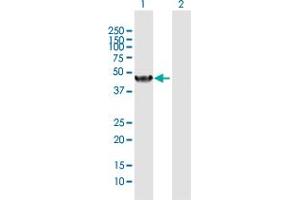 Western Blotting (WB) image for anti-Nuclear Receptor Subfamily 1, Group I, Member 2 (NR1I2) (AA 1-434) antibody (ABIN522319)