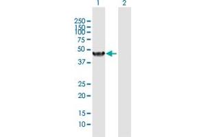 Western Blot analysis of NR1I2 expression in transfected 293T cell line by NR1I2 MaxPab polyclonal antibody. (NR1I2 Antikörper  (AA 1-434))