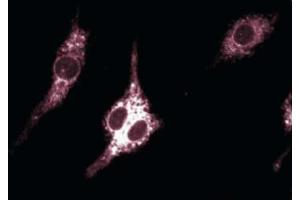 Immunofluoresence staining of mouse macrophages. (PTGS2 Antikörper  (AA 368-604))