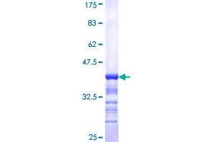 PCBP2 Protein (AA 174-283) (GST tag)