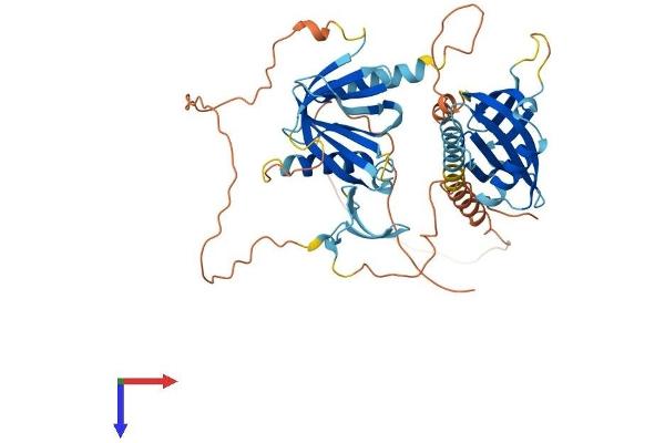 APBB3 Protein (AA 1-486) (His tag)