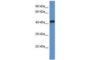 Image no. 1 for anti-WD Repeat Domain 77 (WDR77) (N-Term) antibody (ABIN6744300) (WDR77 Antikörper  (N-Term))