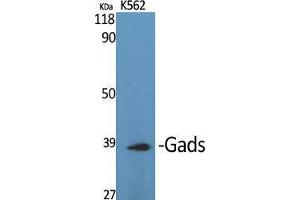 Western Blot (WB) analysis of specific cells using Gads Polyclonal Antibody. (GRAP2 Antikörper  (Internal Region))