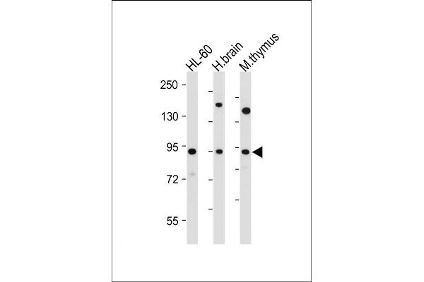 ENGASE antibody  (AA 326-354)