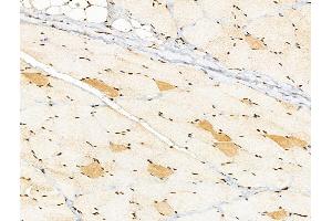 NDUFAF2 Antibody at 1/100 staining Rat skin tissue by IHC-P.
