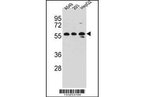 Western blot analysis in A549,293,HepG2 cell line lysates (35ug/lane).