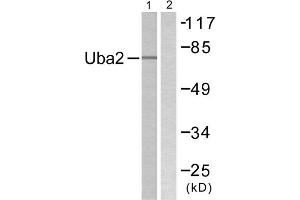 Western blot analysis of extracts from 293 cells, treated with UV (5mins), using Uba2 antibody. (UBA2 Antikörper  (C-Term))