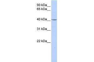 WB Suggested Anti-GPD1 Antibody Titration:  0. (GPD1 Antikörper  (N-Term))