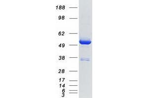 Validation with Western Blot (DDX39B Protein (Transcript Variant 1) (Myc-DYKDDDDK Tag))