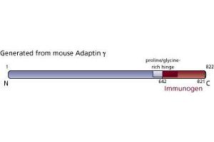 Image no. 3 for anti-Adaptor-Related Protein Complex 1, gamma 1 Subunit (AP1G1) (AA 642-821) antibody (ABIN967935) (gamma 1 Adaptin Antikörper  (AA 642-821))