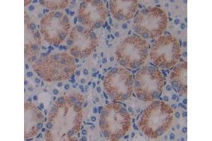 Used in DAB staining on fromalin fixed paraffin- embedded kidney tissue (HIBCH Antikörper  (AA 1-170))