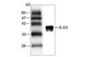 Image no. 1 for anti-Japanese Encephalitis Virus (JEV) (AA 291-402) antibody (ABIN791587) (Japanese Encephalitis Virus (JEV) (AA 291-402) Antikörper)