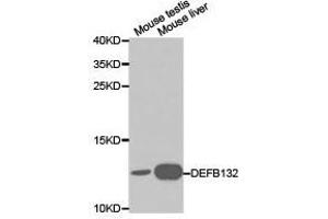 Western Blotting (WB) image for anti-Defensin, beta 132 (DEFB132) antibody (ABIN1872246)