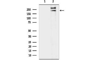 Western blot analysis of lysates from RAW264.
