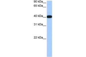 Western Blotting (WB) image for anti-NOP56 Ribonucleoprotein Homolog (NOP56) antibody (ABIN2462211) (NOP56 Antikörper)