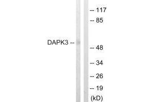 Western blot analysis of extracts from HuvEc cells, using DAPK3 (Ab-265) antibody. (DAPK3 Antikörper  (Thr265))