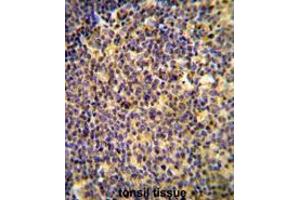 ANR44 Antibody (Center) immunohistochemistry analysis in formalin fixed and paraffin embedded human tonsil tissue followed by peroxidase conjugation of the secondary antibody and DAB staining. (ANKRD44 Antikörper  (Middle Region))