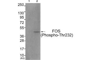 Western blot analysis of extracts from COS7 cells (Lane 2), using FOS (Phospho-Thr232) Antibody. (c-FOS Antikörper  (pThr232))